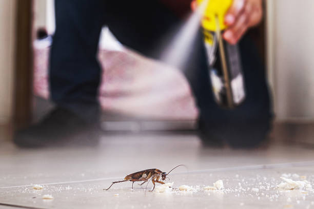 Pest Prevention Services in Pinellas Park, FL